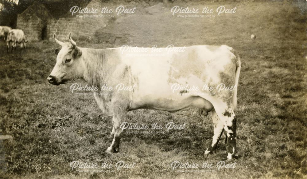 'Bradbourne Bella', a Blue Albion Cow.