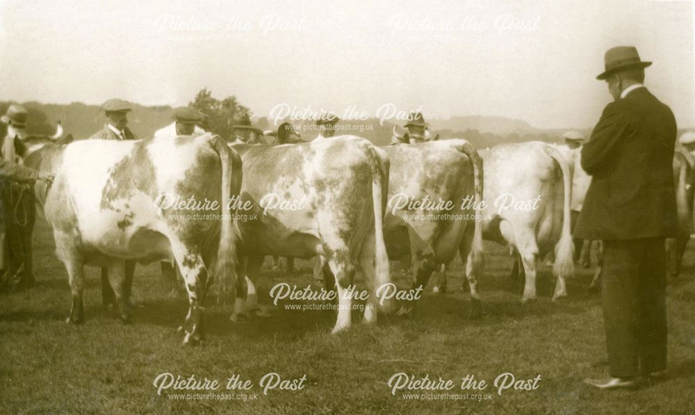 Judging Blue Albion Cattle at the Bakewell Show, 1929