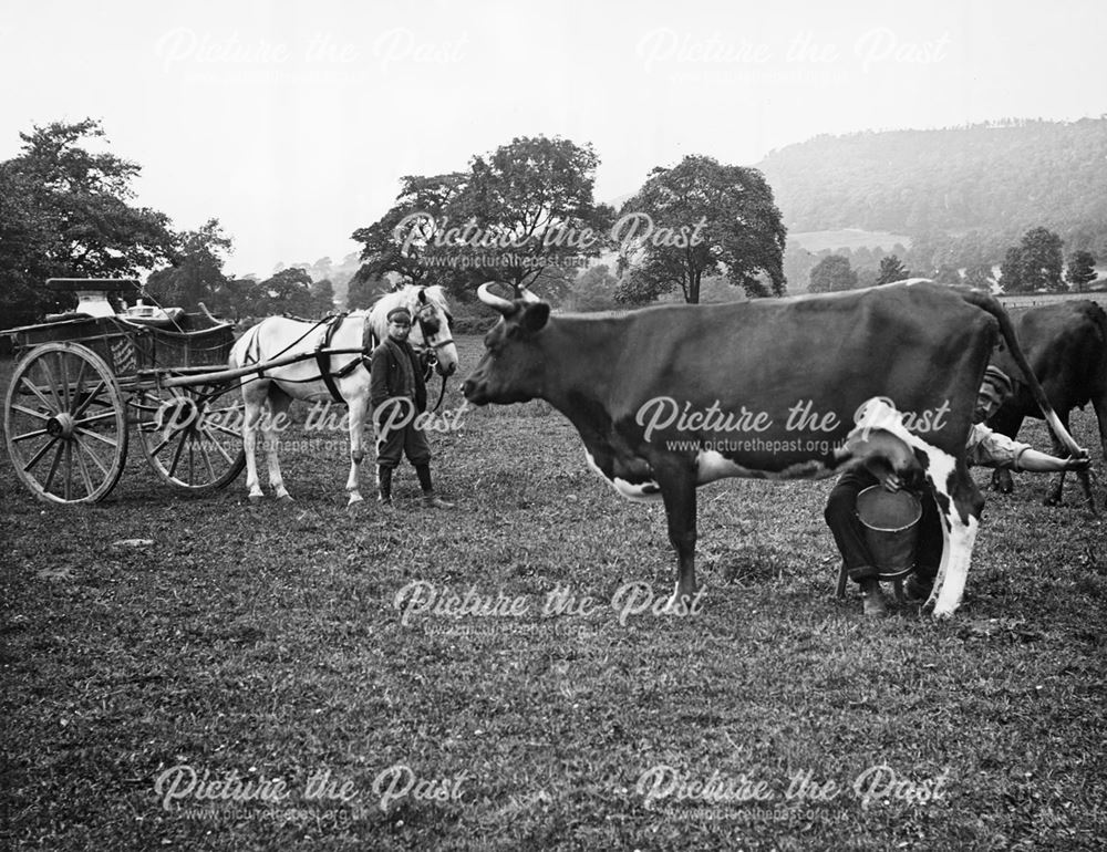 Milking in the fields, Scotland, 1905