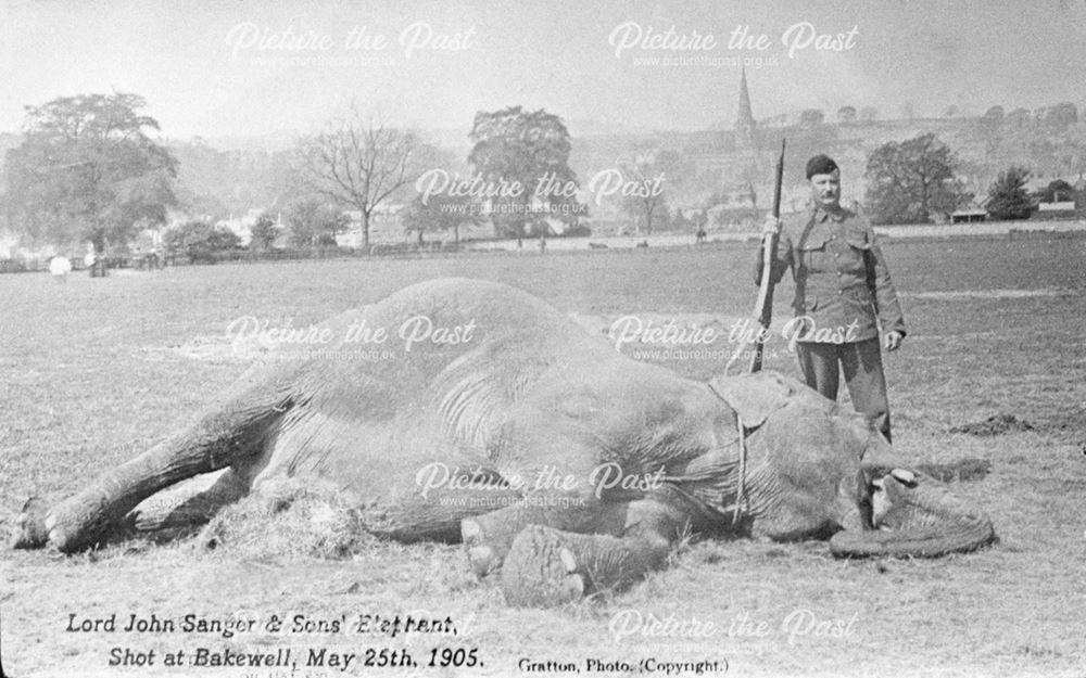 Elephant shot at Bakewell, 1905