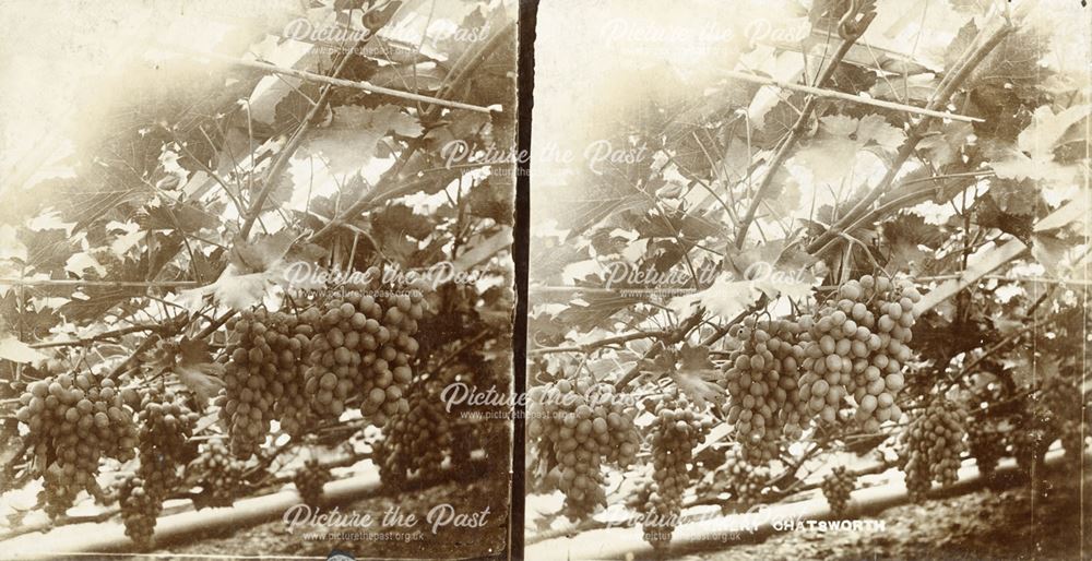 Grapes in the Vinery, Chatsworth House, Derbyshire, c 1900