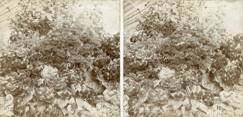 Plants in Greenhouse, Smedley's Hydro, Smedley Street, Matlock, c 1900