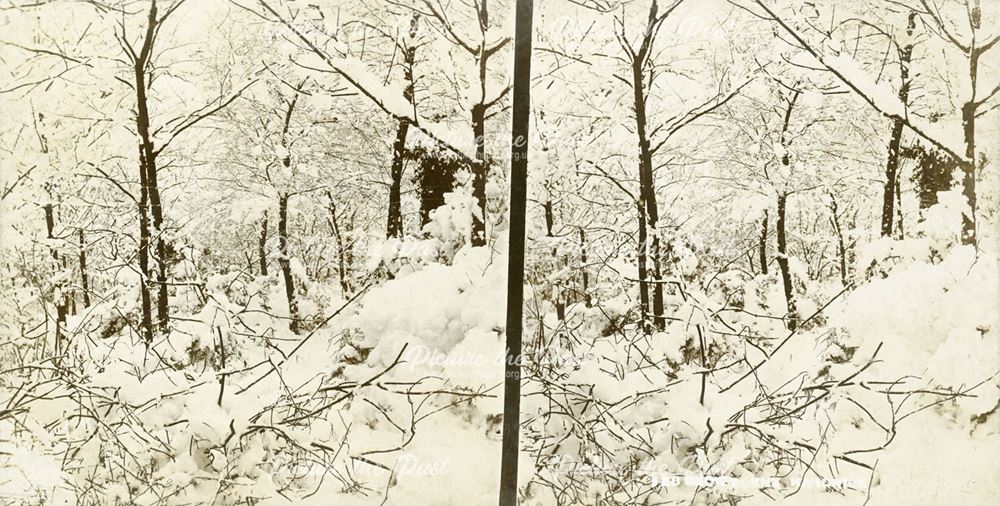 Snow scene, wood at Hardwick, Derbyshire, c 1900