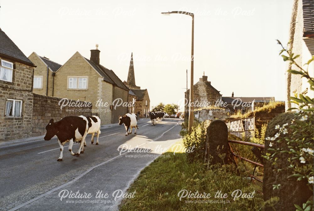 Procession of Milked Cows from Town End, Cromford, c 1990s