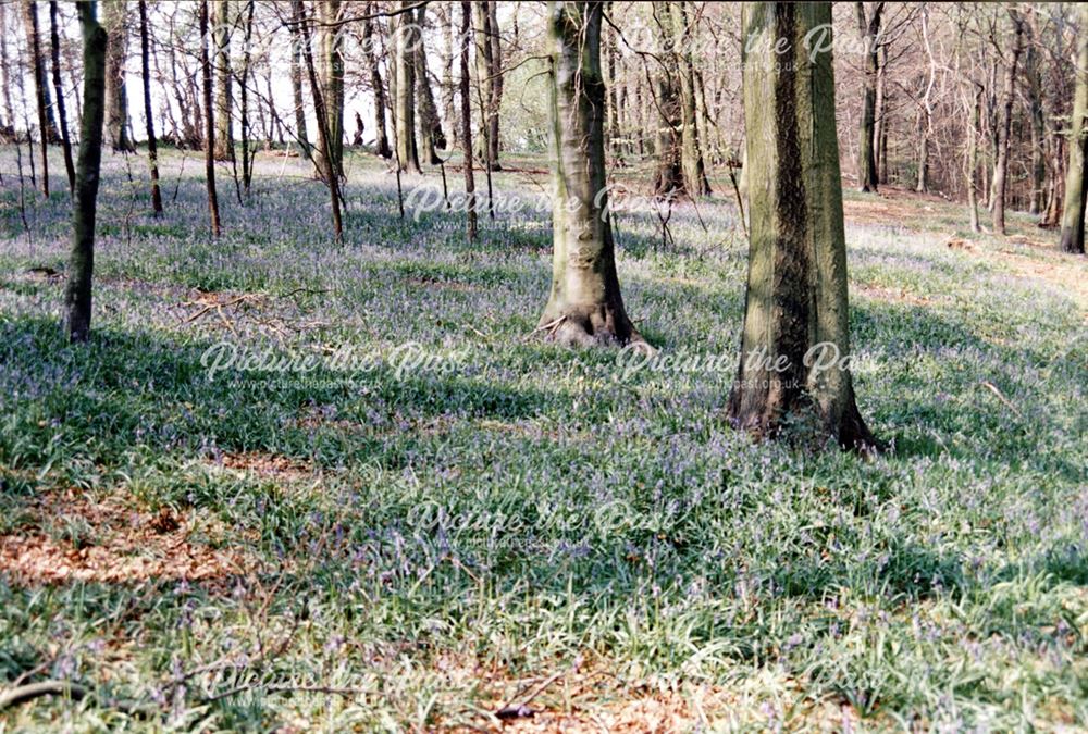 Bluebell Woods in Moss Valley