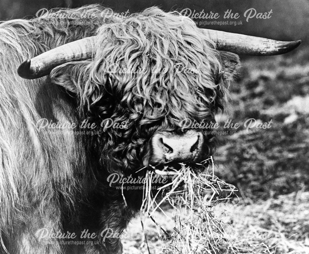 Highland Bull, Dronfield, c 1969