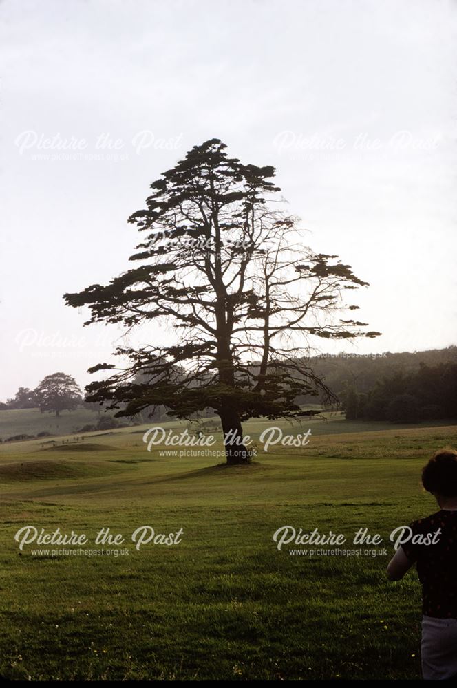 A Cedar of Lebanon tree, Allestree Hall Park