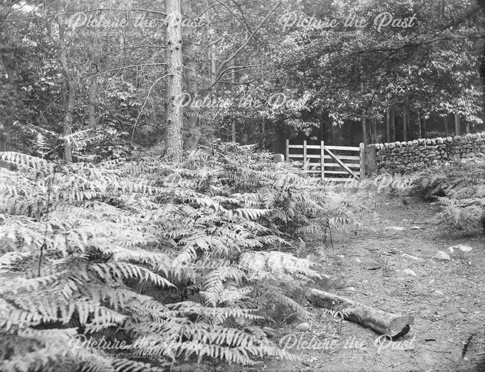 Little Eaton Woods, 1880s