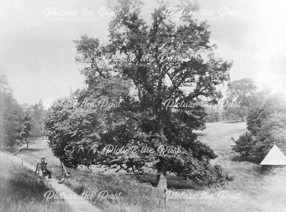 Derwent Bank, a view in the park