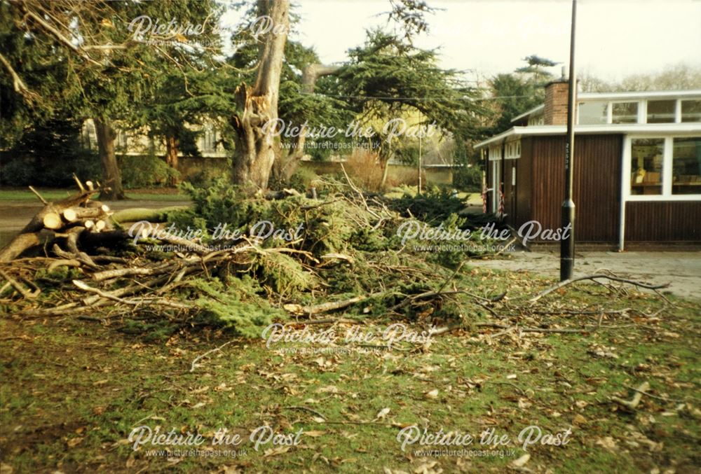 Cedar Tree felling, Chaddesden Library