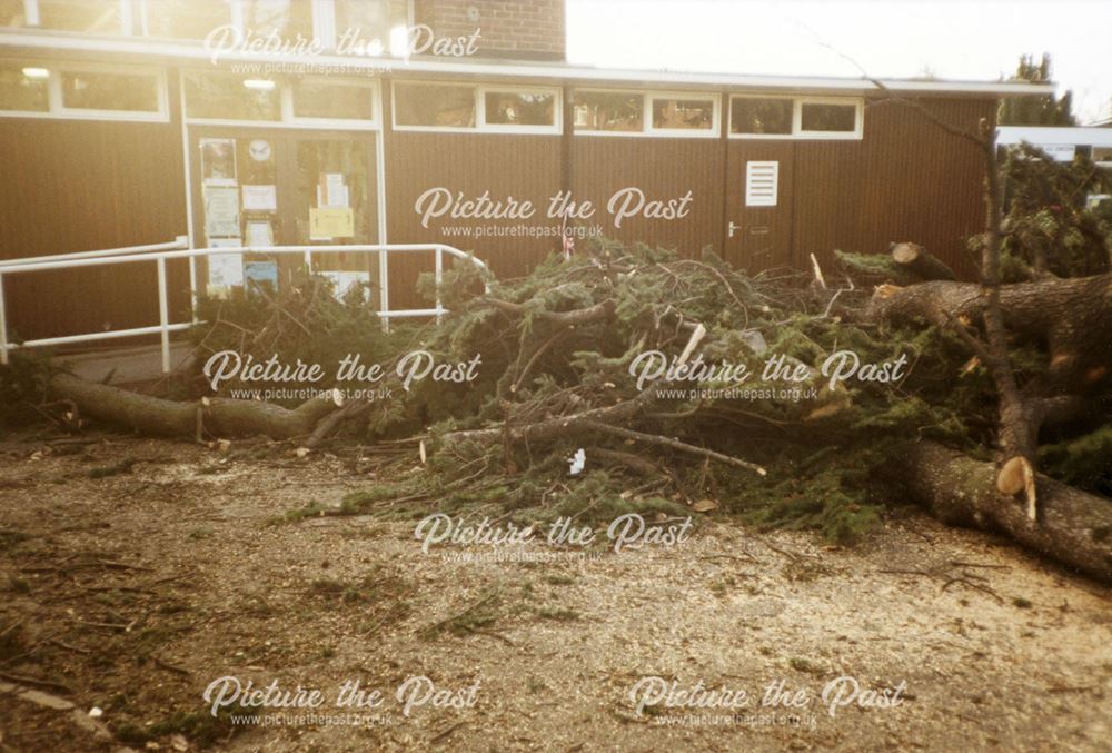 Cedar Tree felling, Chaddesden Library