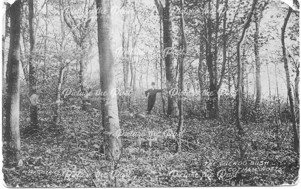 Cuckoo Bush, Gotham, Notts