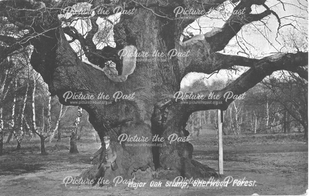 The Major Oak, Sherwood Forest, Edwindstowe, 1920s-30s