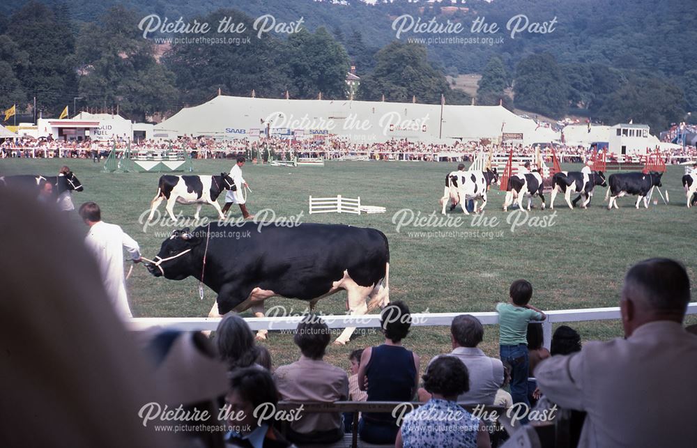 Cattle, Bakewell Show, The Showground, Bakewell, 1975