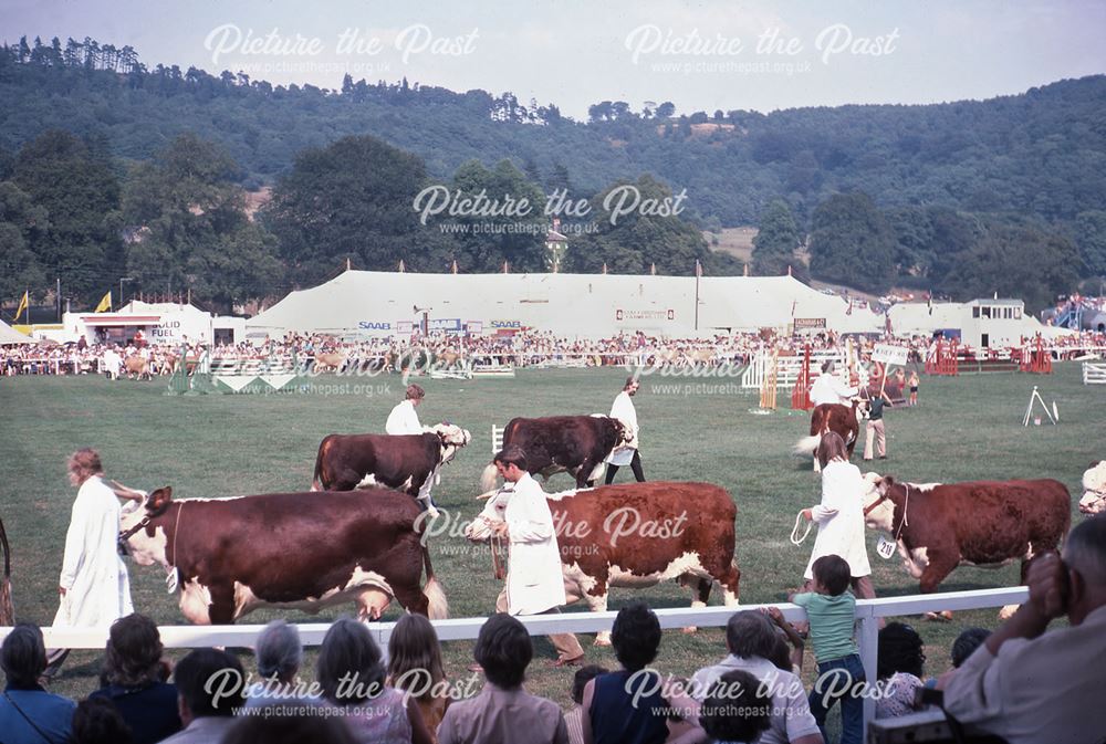 Cattle, Bakewell Show, The Showground, Bakewell, 1975