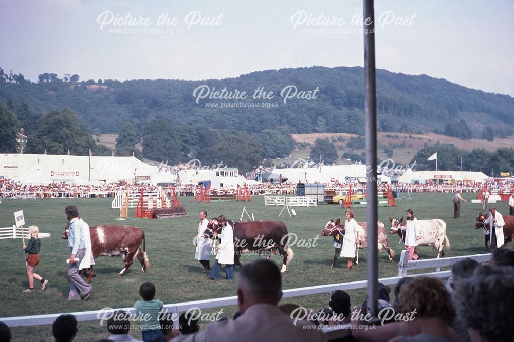 Cattle, Bakewell Show, The Showground, Bakewell, 1975