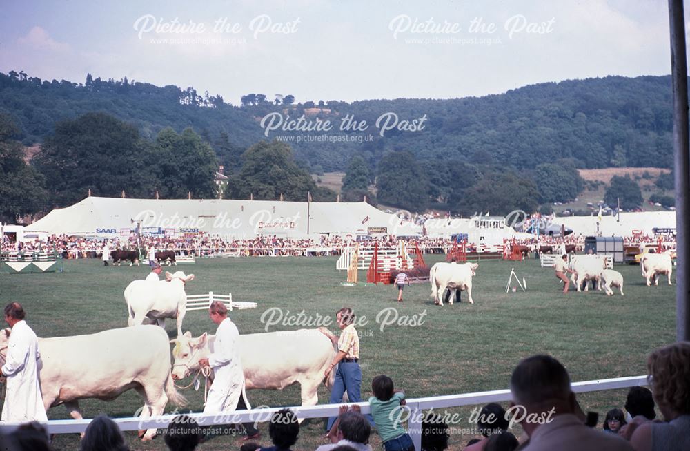 Cattle, Bakewell Show, The Showground, Bakewell, 1975