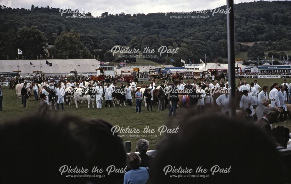 Cattle, Bakewell Show, The Showground, Bakewell, 1983