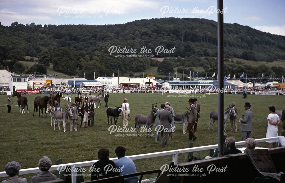 Donkeys, Bakewell Show, The Showground, Bakewell, 1983 Bakewell Show