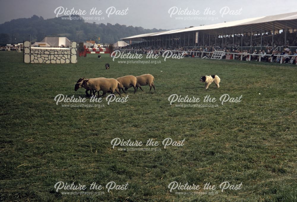 Sheep and Dogs, Bakewell Show, The Showground, Bakewell, 1970