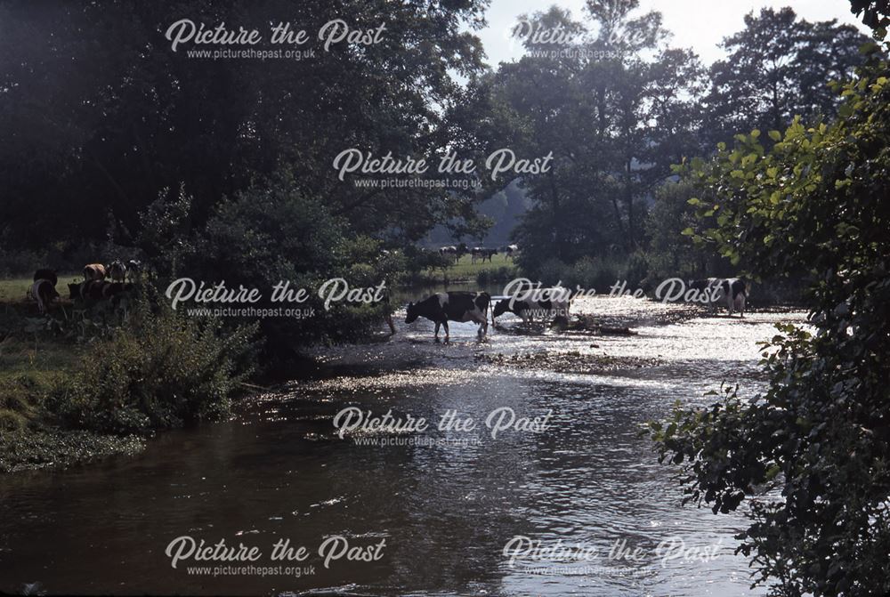 Cows Fording River, Bakewell, c 1970s