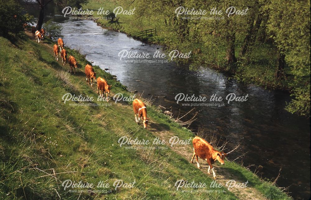 Cows, River Wye, Bakewell, 1973