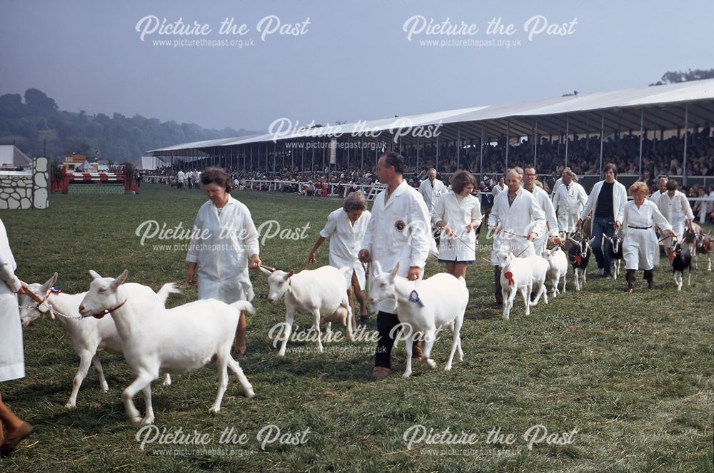 Parade of Goats, Bakewell Show, The Showground, Bakewell, 1970