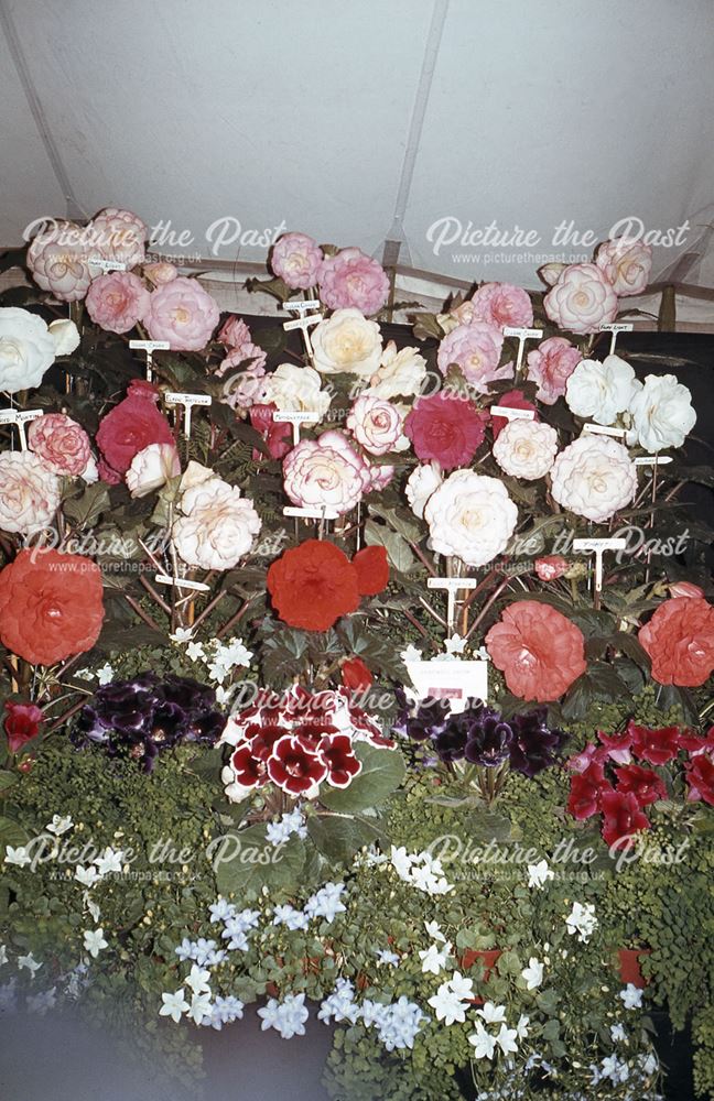 Flowers at the Bakewell Show, The Showground, Bakewell, 1982