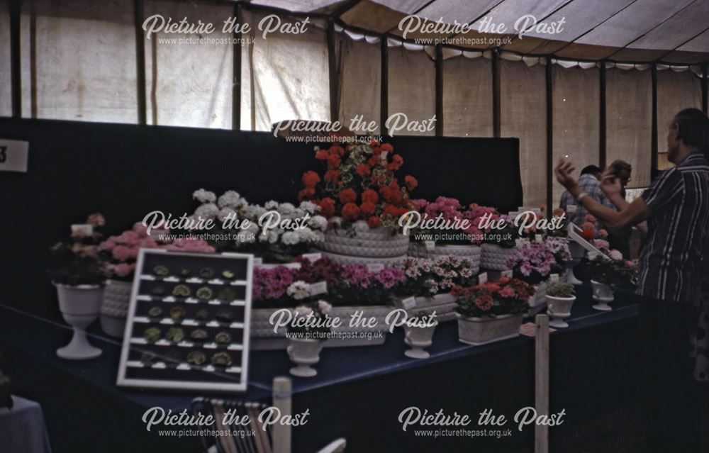 Geranium Flowers at the Bakewell Show, The Showground, Bakewell, 1983