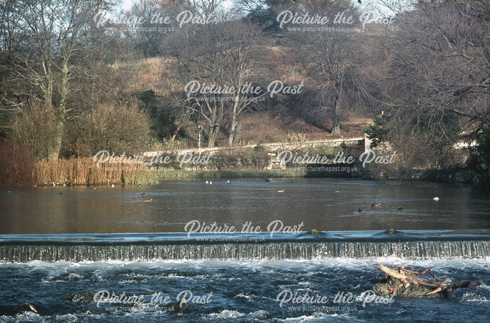 Cows in the River Wye, Bakewell, 1975