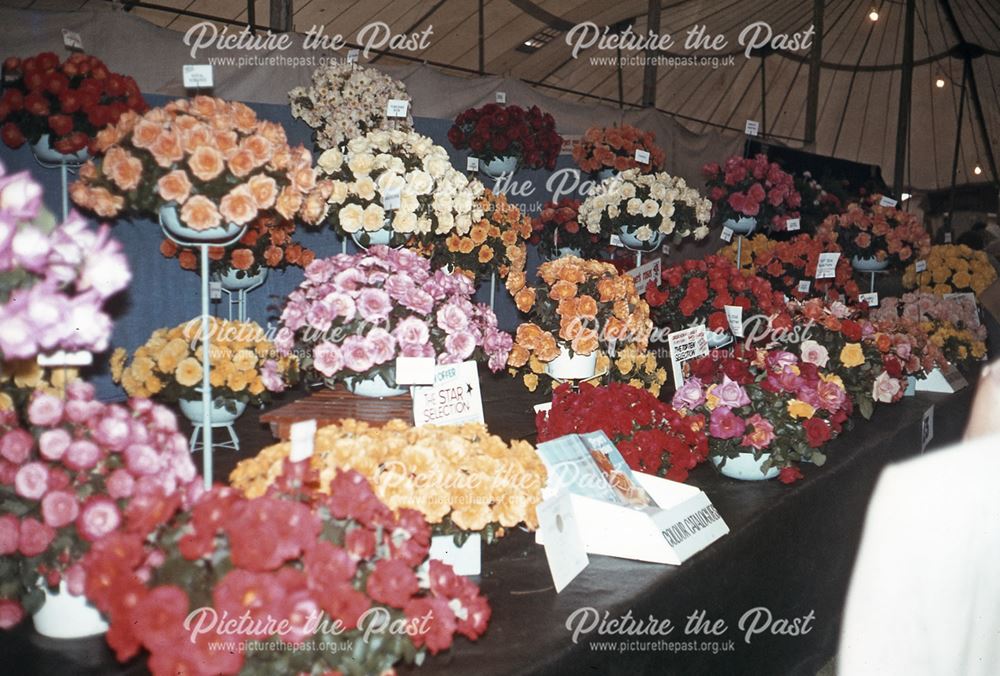 Sweet Pea Flowers at the Bakewell Show, The Showground, Bakewell, 1982