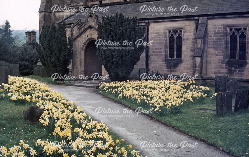 St Peter's Church with Daffodills, Jap Lane, Edensor, c 1970s