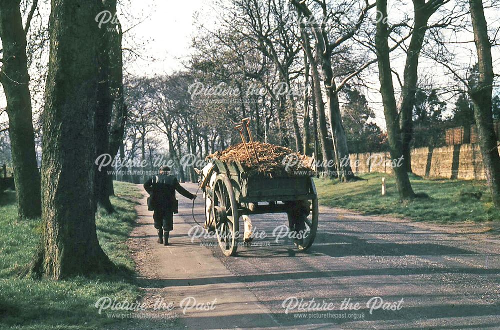 Robinson's Dray Horse on Somersall Lane, Chesterfield, 1967