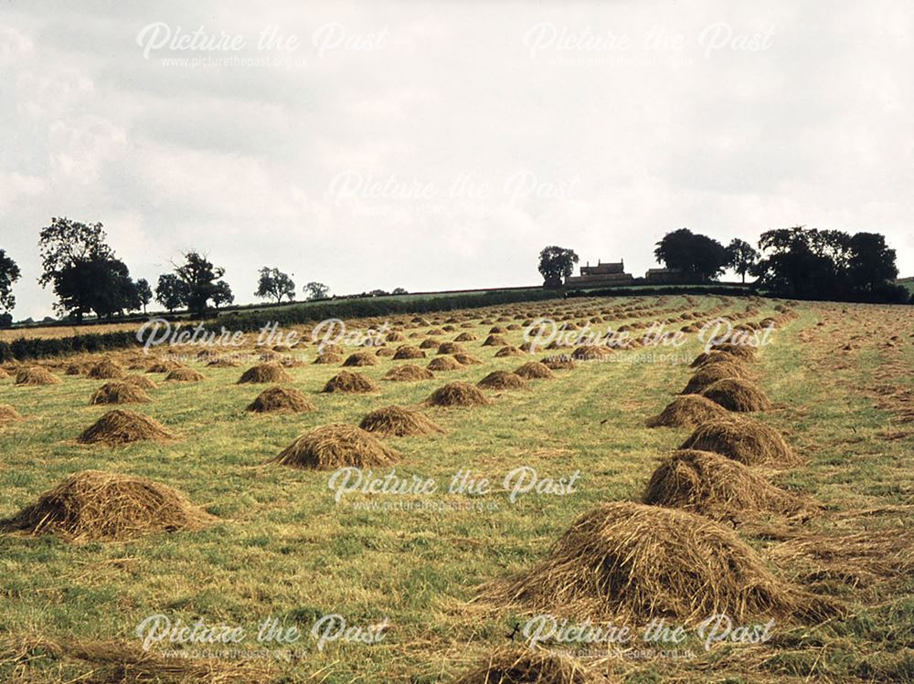 Haymaking on Arthur Buckley's farm, Walton.