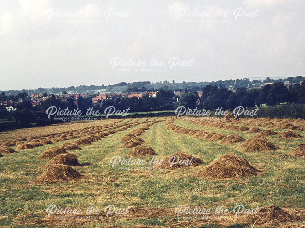 Haymaking on Arthur Buckley's farm, Walton, Chesterfield.