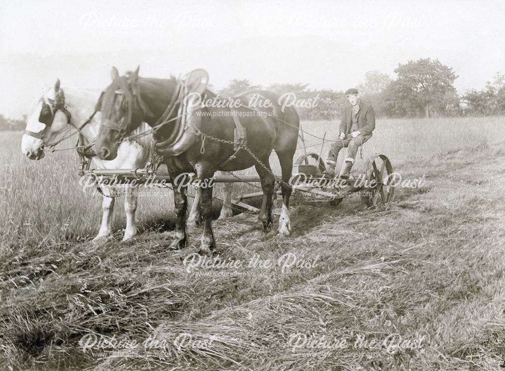 Haying at Hurst Farm, Matlock, c 1905