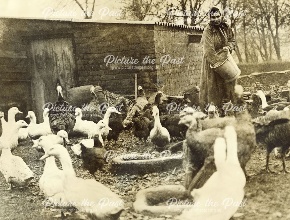 Woman feeding fowls, Derbyshire, undated