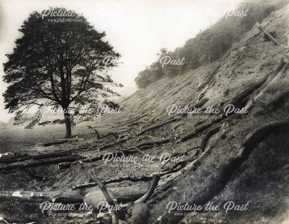 Cleared timber for the start of the construction of Ladybower Reservoir, c 1935