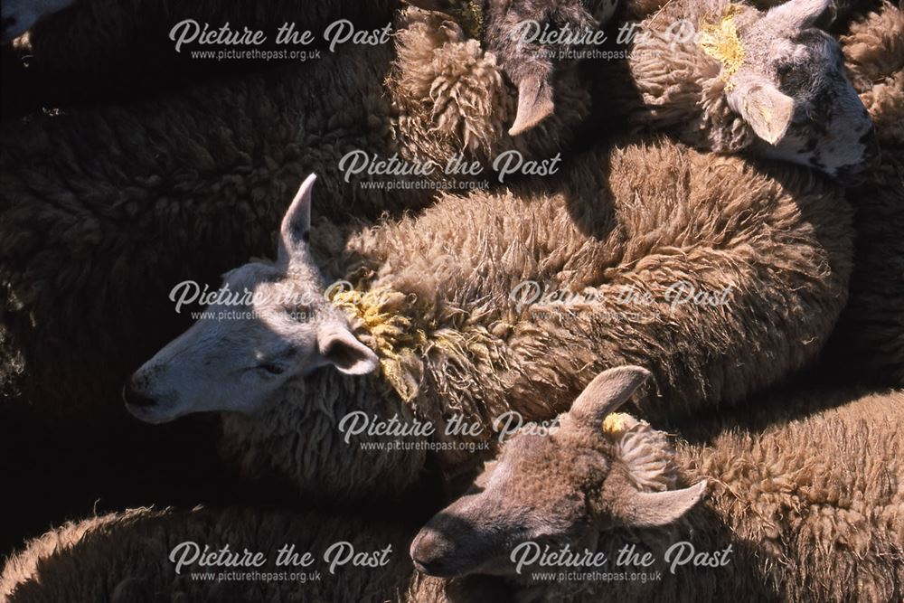 Sheep Pens, Cattle Market, Tolney Lane, Newark, 1990