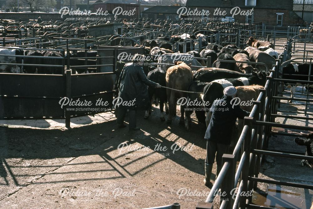 Hearding Cattle After Auctioning, Cattle Market, Tolney Lane, Newark, 1990