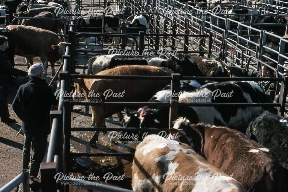 Hearding Cattle After Auctioning, Cattle Market, Tolney Lane, Newark, 1990