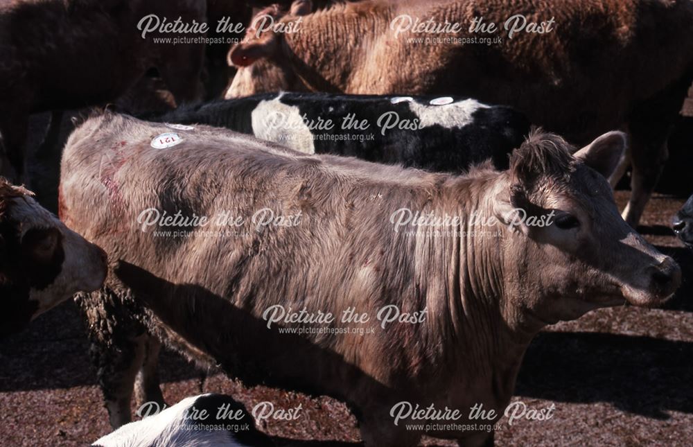 Cattle Pens, Cattle Market, Tolney Lane, Newark, 1990