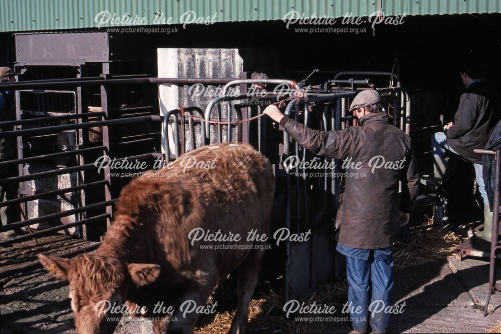 Cows Being Weighed, Cattle Auctioning Shed, Cattle Market, Tolney Lane, Newark, 1990