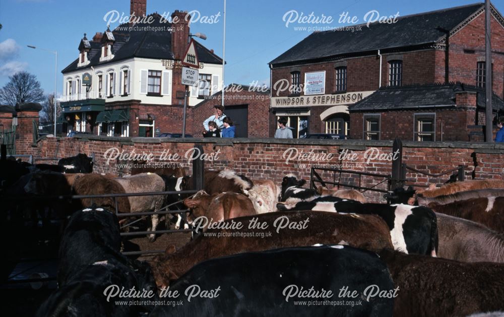 Cattle After Auctioning, Adjacent to Gt. North Road, Cattle Market, Tolney Lane, Newark, 1990