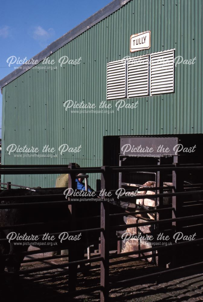 Cows Being Weighed, Cattle Auctioning Shed, Cattle Market, Tolney Lane, Newark, 1990