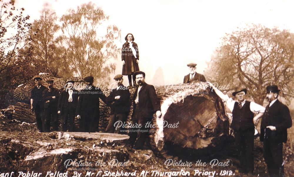 Tree Felling, Thurgarton, 1912