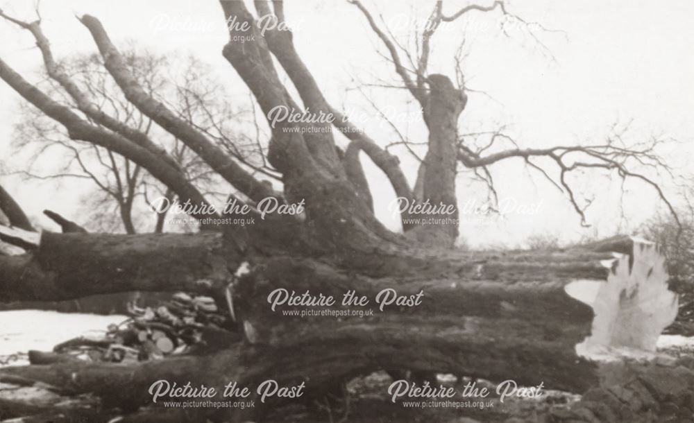 Felled Trees in Wilmot Street Recreation Ground, Heanor, c 1950s?