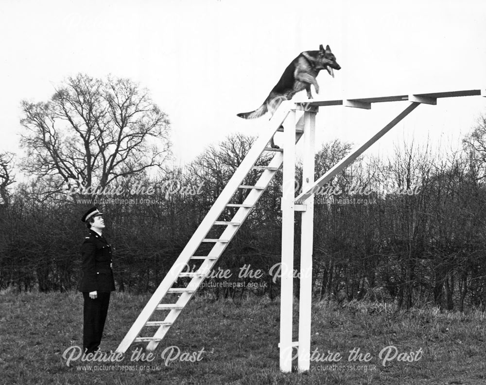 Derby County and Borough Constabulary police dog training, c 1960s-80s