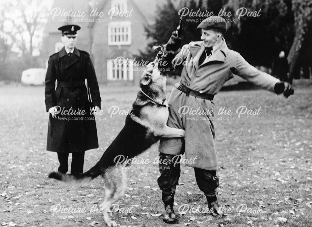 Borough police dog training, PC Hughie Tydman and Jason the dog, Derby, c 1960s
