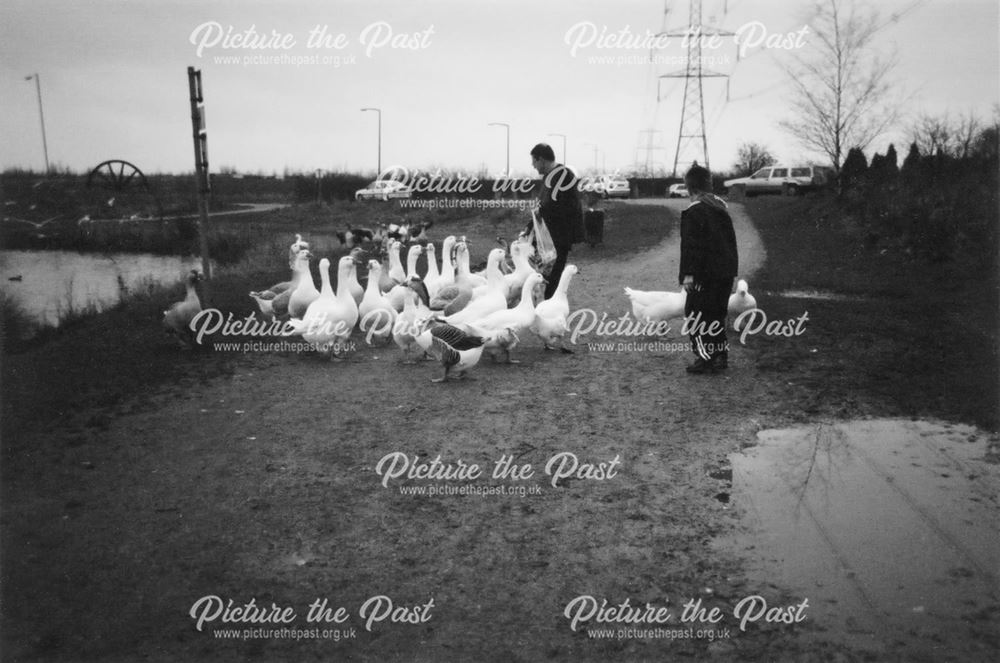 Feeding the Geese, Poolsbrook Country Park, 2004